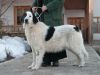 Romanian Shepherd of Bucovina