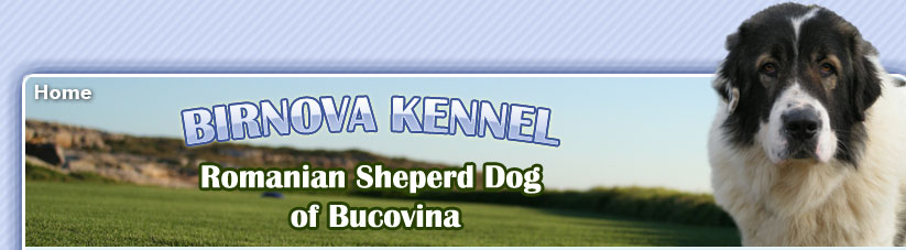 Ciobanesc Romanesc de Bucovina