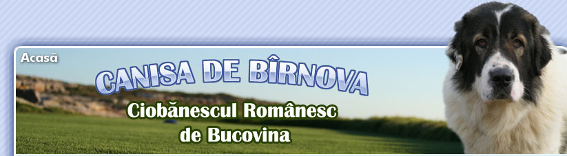 Ciobanesc Romanesc de Bucovina