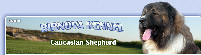 Ciobanesc Caucasian