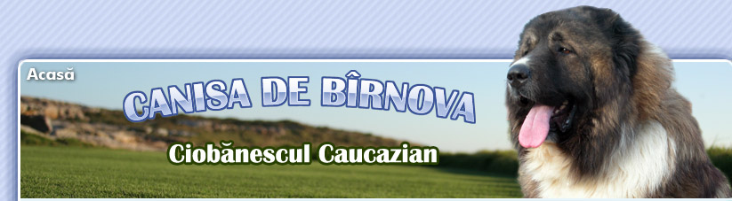 Ciobanesc Caucasian